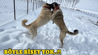 Yer Yeri̇nden Oynadi Köpekleri̇n Li̇derli̇k Mücadelesi̇ Karabaşla Beraz Tozu Dumana Kattilar Çok Fena