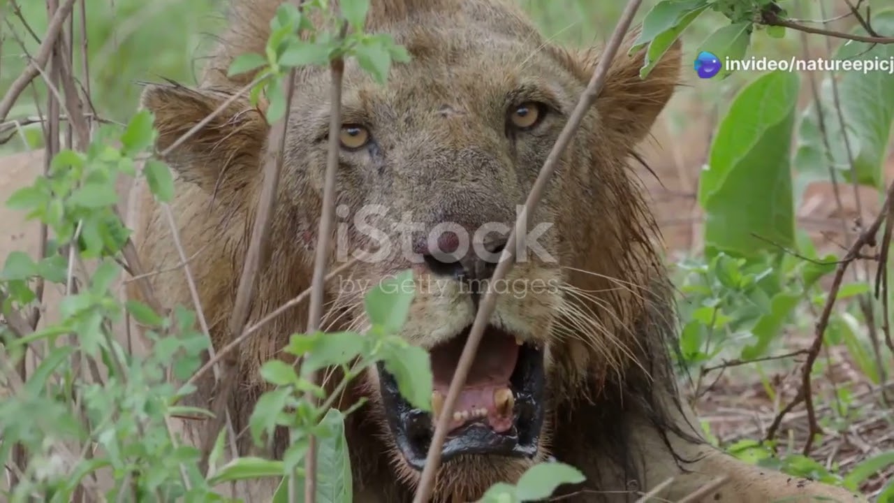 "Lion vs Lion: Epic Wildlife Clash (2025)"