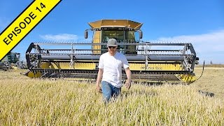 Stay Harvesting Rice!
