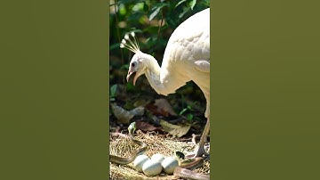 Mother peacock is crying out for help because snakes attack her eggs!