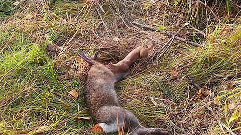 Stoat Kills a Rabbit! (ALASKA)