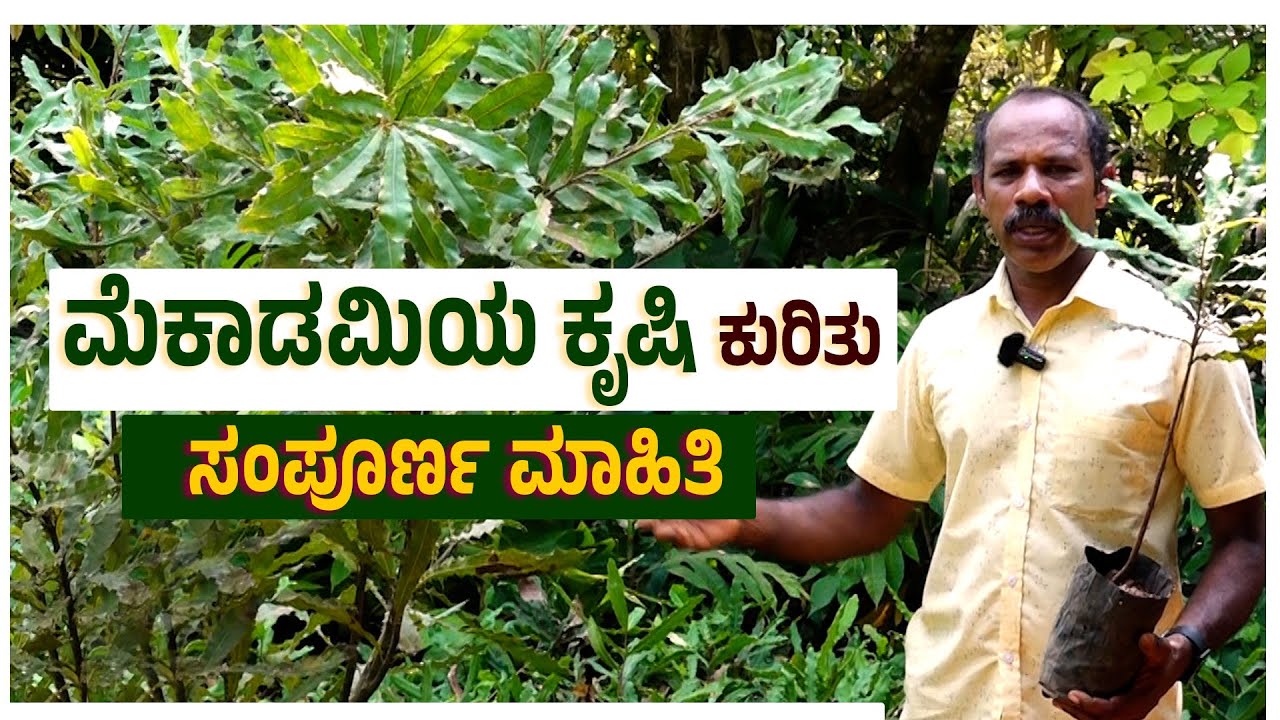 ಮೆಕಾಡಮಿಯ ಕೃಷಿ ಮಾಡಿ ಲಕ್ಷಾಂತರ ರೂ. ಆದಾಯ ಗಳಿಸಿ | Most Expensive Nut Macadamia Farming    | Udayavani