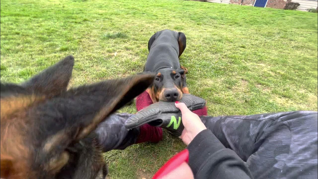 Doberman bite work 😂 YouTube