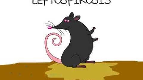 Leptospirosis