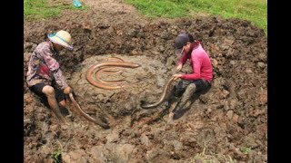 Catch Eel in Mud soil Skill. Amazing Catch A Lot Eel Under Mud soil By Hand. How To Catch Eel On Dry