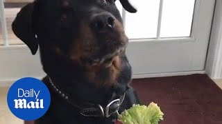 Hilarious dog refuses to eat his vegetables
