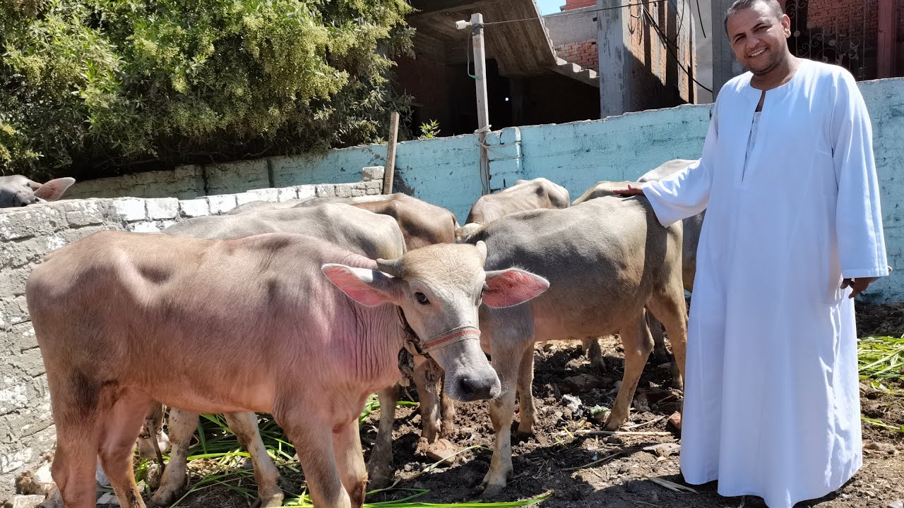 التغذيه السليمه لعجول الجاموس من الفطام وحتي التسمين لضمان نجاح المشروع