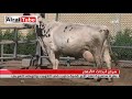 بقرة تنتج أكبر كمية حليب في الكويت والوطن العربي