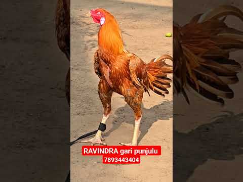 RAVINDRA gari punjulu top quality breed available #pandem #topquality #chicken #rooster #top