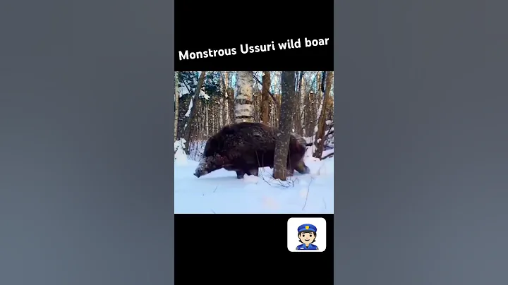 Watch the video about #wildlife #siberian #animals #nature #snow #bear #tiger #cat #funny #wildboar