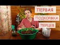 САМОЕ МЯГКОЕ УДОБРЕНИЕ ДЛЯ НЕЖНОЙ РАССАДЫ ПЕРЦЕВ. ТОЛЬКО ТАК НАДО ВНОСИТЬ ПЕРВУЮ ПОДКОРМКУ ПО ЛИСТУ