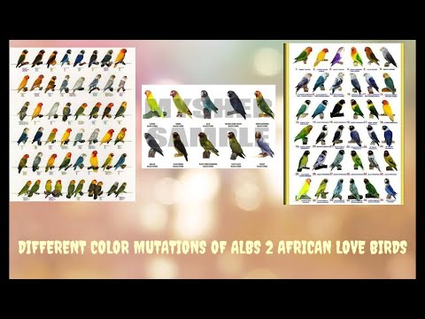 Different Color Mutations Of Albs 2 African Love Birds
