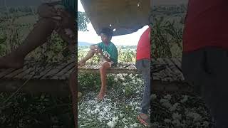 Ang Bagong Tuli Lng Na Biglang Umibig