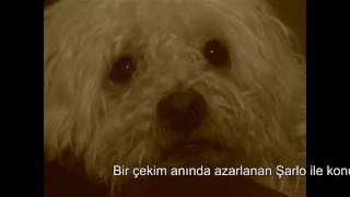 Şarlo Ağlıyor - Açs Tiyatrosu Nun Aktör Köpeğinin Ağlarken Görüntüsü 