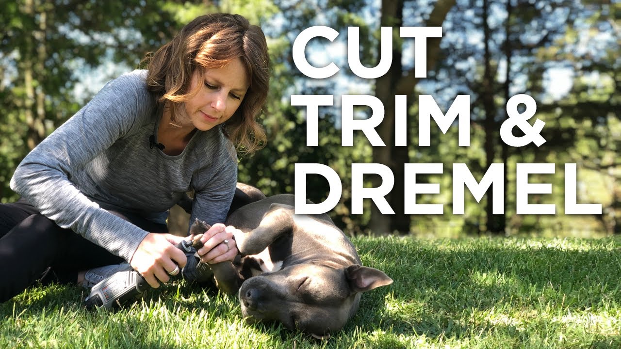 How to Properly Trim Your Dogs Nails