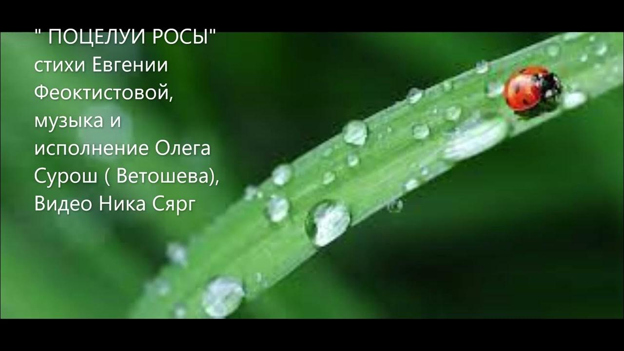 Роса стихотворение. Стихотворение о весне. Детский стишок про траву. Роса стихотворение. Бальмонт росинка стихотворение.