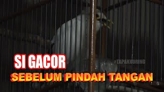 OH....BURUNGKU...!! SI GACOR SEBELUM PINDAH TANGAN