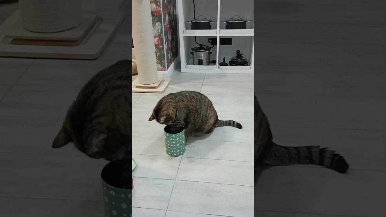 🥫Tired Cat 😹 Еда не в радость