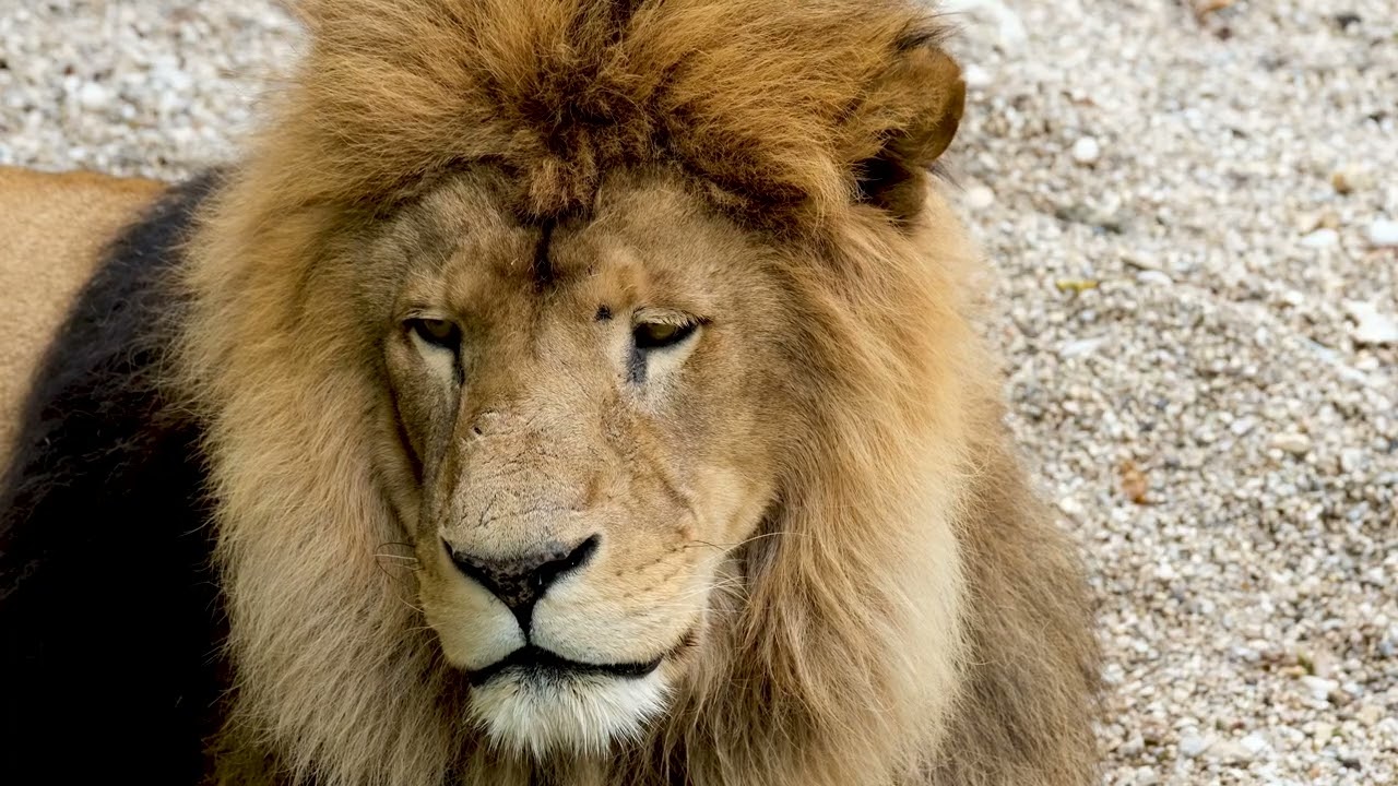 Big Lion King in the Wild Africa | Powerful Lion Close-Up 🦁 