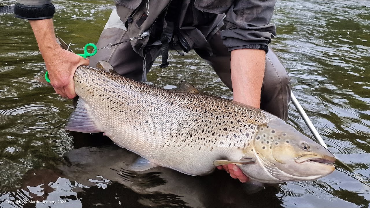How to catch a 10 kilo sea trout on fly - Things you need to know