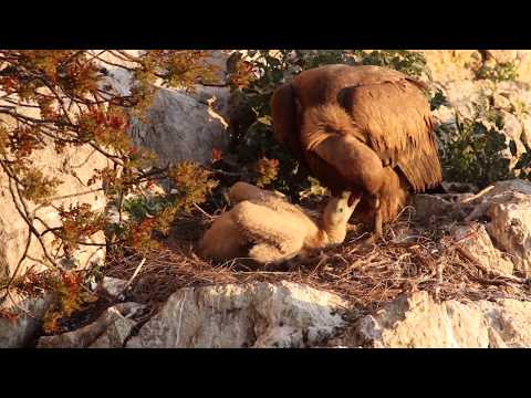 WILDASLIFE NATURE FILMS Eurasian Griffon Vultures / rare nesting footage feeding chick close up