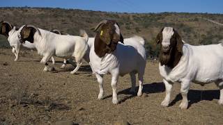 National Boerbok Auction | 2019