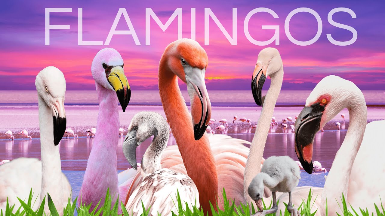 6 Surprising Flamingo Species You Never Knew Existed (for bird lovers)