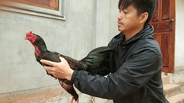 Noob qaib keej ntaus zoo heev li - noj 3 faib lawm