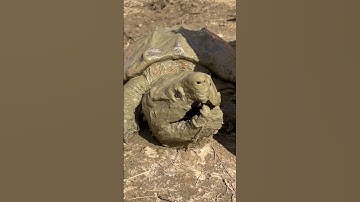 Alligator Snapping Turtle Pulled From a Mud Pond 😳