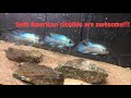 What South American Cichlids Are Aggressive?