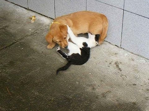 Cat and Dog Wrestling