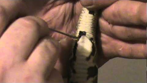 How to probe a Ball Python