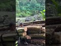 Transporting Timber #Logging• #WoodHaul• #ExtremeLoad• #JungleTransport• #OffRoad• #MotorcycleLife•