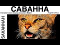 САВАННА. ВСЕ ПОРОДЫ КОШЕК МИРА. SAVANNAH.