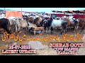 Shorab Goth Cow Mandi Karachi After Rain Cow Price Down ? 26-7-20 Latest Updates In Urdu/Hindi