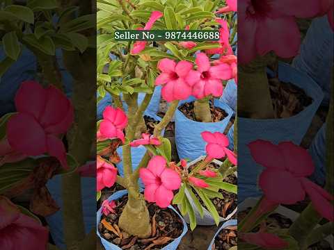 Adenium plant online