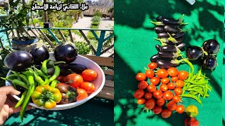 اكتفاء ذاتي من الخضروات فوق سطح المنزل  Self-sufficient vegetables on the roof of the house