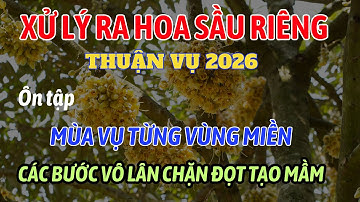 Ôn tập thông tin xử lý ra hoa sầu riêng thuận vụ | Mùa vụ - vô lân - chặn đọt tạo mầm