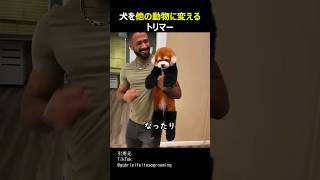 犬を他の動物に変えるトリマー screenshot 1