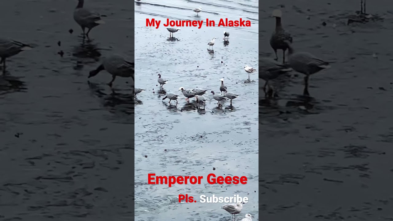 Emperor Geese (V21) 