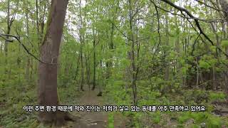 🇩🇪독일 무용수부부 VLOG l 홀로 숲길 걷기 l 뮌헨 살이🌳🌱 l 독일