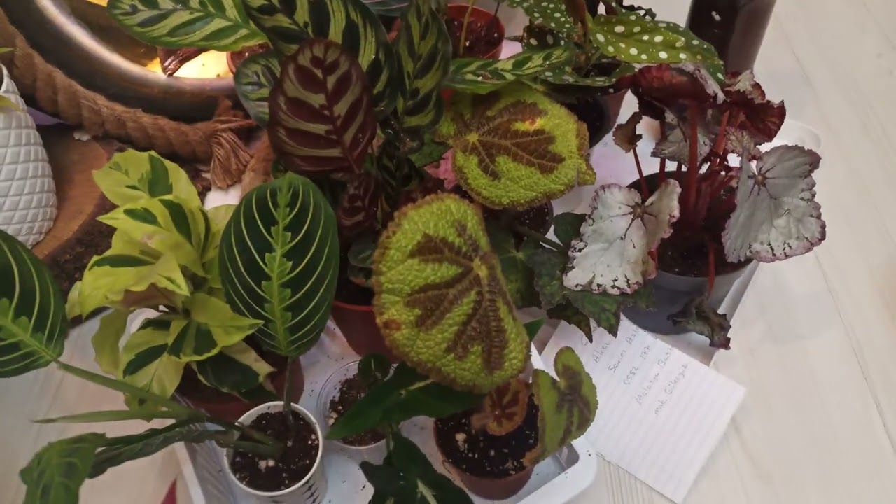 Kudret🌹sevim🌹semra hanimlara giden muhteşem çiçekler 💐🌺