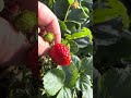 #огородничество #клубника