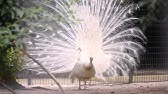 鳥 クジャク ポケモンまとめ Youtube