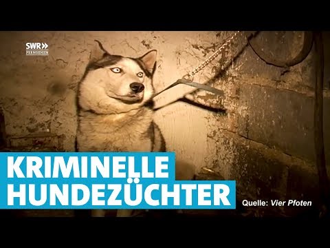 Video: 650 Hunde überlebten kaum in diesem unterfinanzierten Tierheim und dieser Promi wurde nicht ruhig