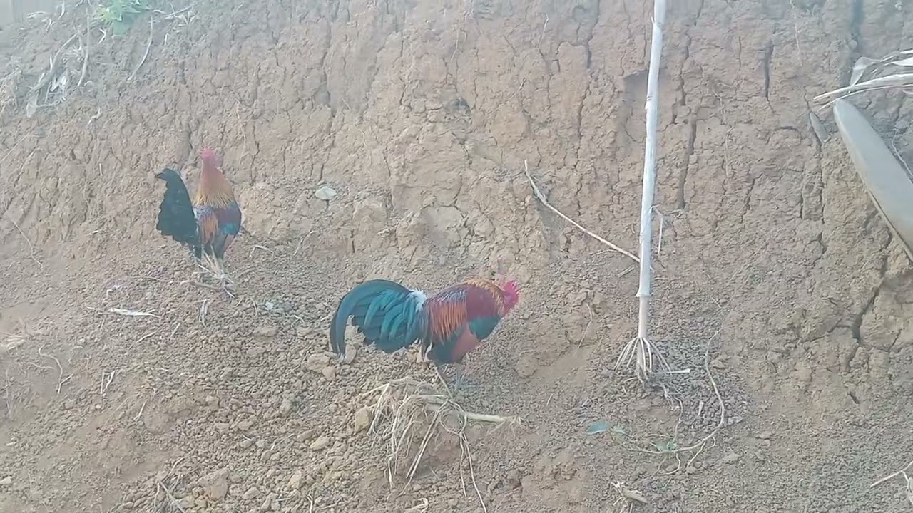 Qiab dib tw Ntxuam zoo nkauj rau peb siab nawb cpy 