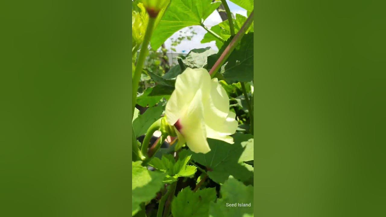 shorts-seed-island-heavy-hitter-okra-cluster-okra-2-youtube