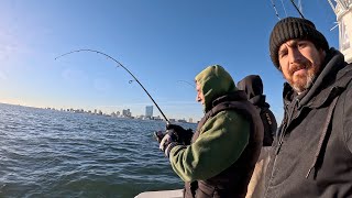 Amazing Striped Bass Fishing Right off Atlantic City New Jersey!!!!!!