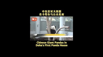 #Chinese #Giant #Pandas in #Doha’s First #Panda #House #china