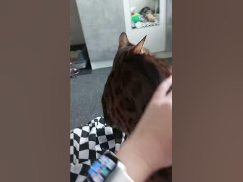 Только что проснулась, а тут котик сидит😺 - YouTube